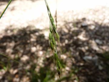 Fotografia da espécie Piptatherum paradoxum