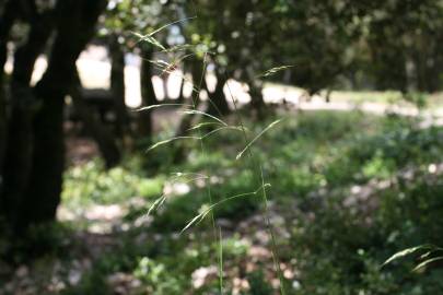 Fotografia da espécie Piptatherum paradoxum