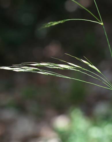 Fotografia de capa Piptatherum paradoxum - do Jardim Botânico