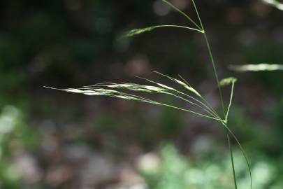 Fotografia da espécie Piptatherum paradoxum