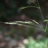 Fotografia 1 da espécie Piptatherum paradoxum do Jardim Botânico UTAD