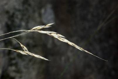 Fotografia da espécie Piptatherum paradoxum