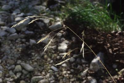 Fotografia da espécie Piptatherum paradoxum