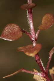 Fotografia da espécie Stellaria pallida