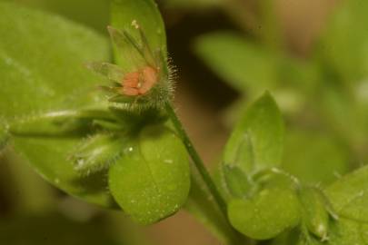 Fotografia da espécie Stellaria pallida