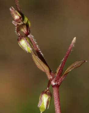 Fotografia 5 da espécie Stellaria pallida no Jardim Botânico UTAD