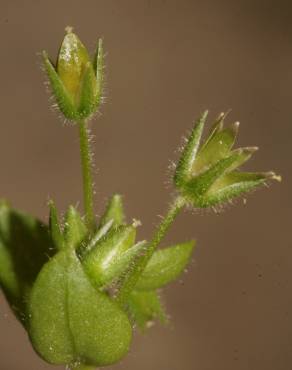 Fotografia 6 da espécie Stellaria pallida no Jardim Botânico UTAD