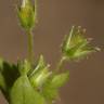 Fotografia 6 da espécie Stellaria pallida do Jardim Botânico UTAD