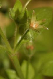 Fotografia da espécie Stellaria pallida