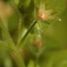 Fotografia 7 da espécie Stellaria pallida do Jardim Botânico UTAD