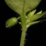 Fotografia 8 da espécie Stellaria pallida do Jardim Botânico UTAD