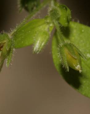 Fotografia 11 da espécie Stellaria pallida no Jardim Botânico UTAD