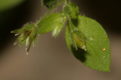 Fotografia da espécie Stellaria pallida