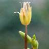 Fotografia 12 da espécie Stellaria pallida do Jardim Botânico UTAD