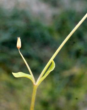 Fotografia 13 da espécie Stellaria pallida no Jardim Botânico UTAD