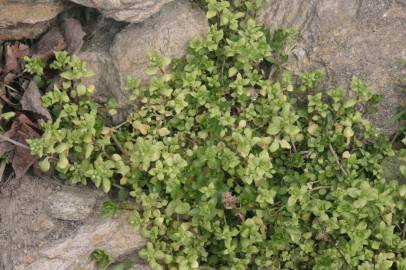 Fotografia da espécie Stellaria pallida