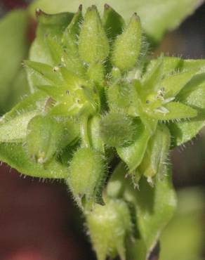 Fotografia 16 da espécie Stellaria pallida no Jardim Botânico UTAD