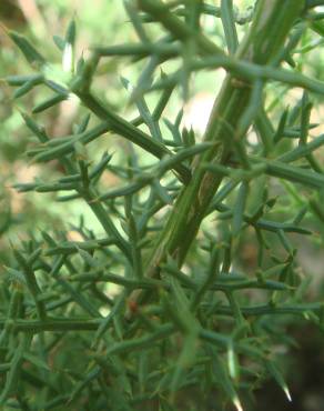 Fotografia 4 da espécie Stauracanthus boivinii no Jardim Botânico UTAD