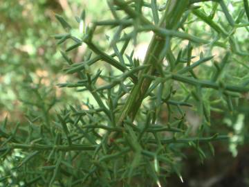 Fotografia da espécie Stauracanthus boivinii