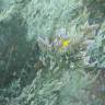 Fotografia 7 da espécie Stauracanthus boivinii do Jardim Botânico UTAD