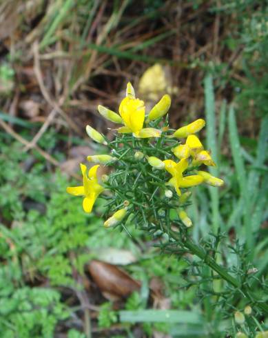 Fotografia de capa Stauracanthus boivinii - do Jardim Botânico