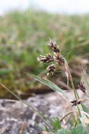 Fotografia da espécie Luzula campestris