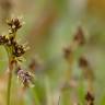 Fotografia 12 da espécie Luzula campestris do Jardim Botânico UTAD