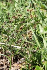 Fotografia da espécie Luzula campestris