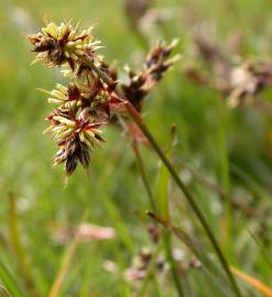 Fotografia da espécie Luzula campestris