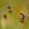 Fotografia 17 da espécie Luzula campestris do Jardim Botânico UTAD