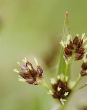 Fotografia 18 da espécie Luzula campestris no Jardim Botânico UTAD