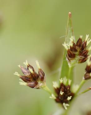 Fotografia 18 da espécie Luzula campestris no Jardim Botânico UTAD