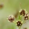 Fotografia 18 da espécie Luzula campestris do Jardim Botânico UTAD