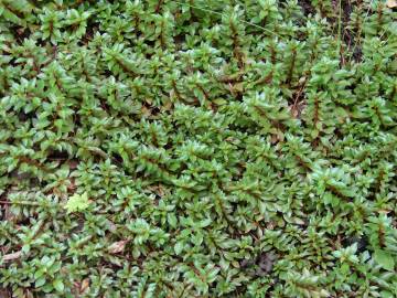 Fotografia da espécie Ludwigia palustris