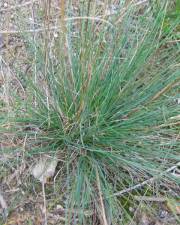 Fotografia da espécie Festuca trichophylla