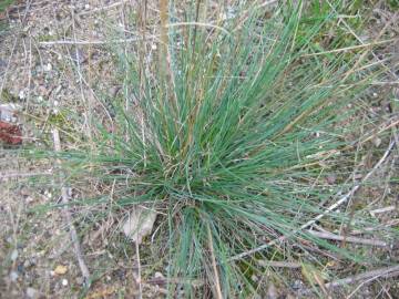 Fotografia da espécie Festuca trichophylla