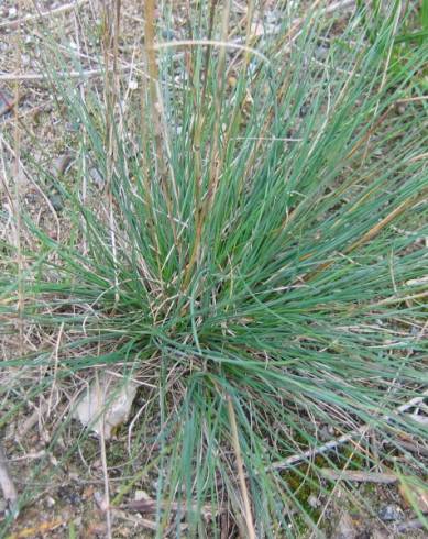 Fotografia de capa Festuca trichophylla - do Jardim Botânico