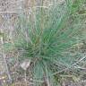 Fotografia 1 da espécie Festuca trichophylla do Jardim Botânico UTAD