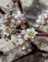 Loeflingia baetica