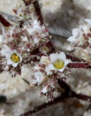 Fotografia 1 da espécie Loeflingia baetica no Jardim Botânico UTAD