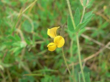 Fotografia da espécie Lotus angustissimus