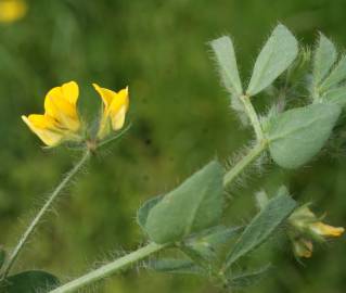 Fotografia da espécie Lotus angustissimus