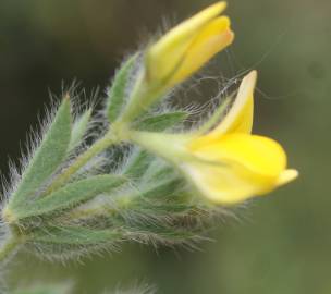 Fotografia da espécie Lotus angustissimus