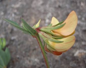 Fotografia da espécie Lotus hispidus