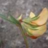 Fotografia 4 da espécie Lotus hispidus do Jardim Botânico UTAD