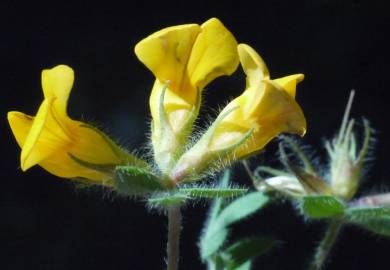 Fotografia da espécie Lotus hispidus