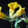Fotografia 11 da espécie Lotus hispidus do Jardim Botânico UTAD