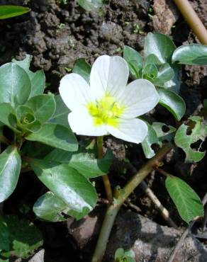 Fotografia 8 da espécie Ludwigia palustris no Jardim Botânico UTAD