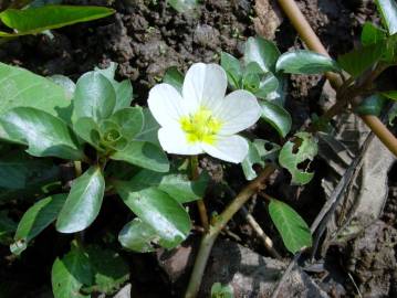 Fotografia da espécie Ludwigia palustris