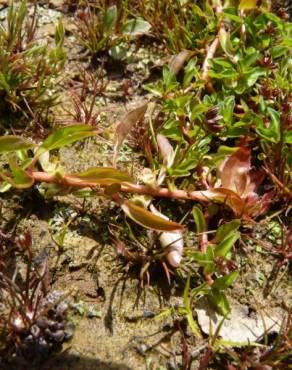 Fotografia 9 da espécie Ludwigia palustris no Jardim Botânico UTAD